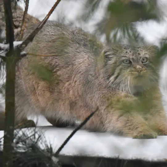 オペル動物園のフェイの写真