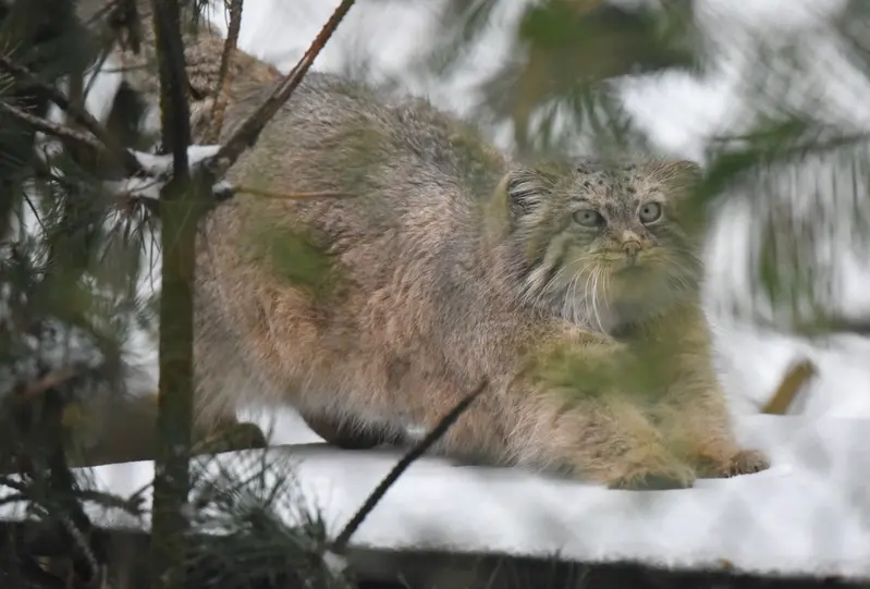 オペル動物園のフェイの写真