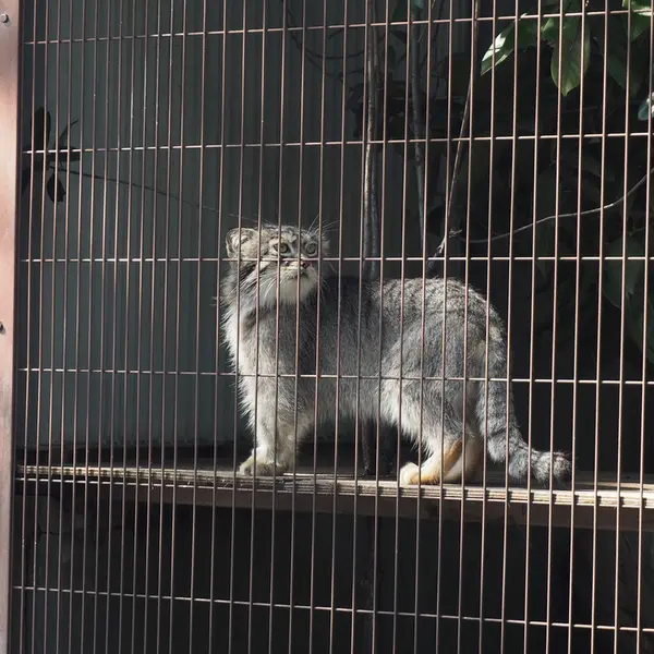 東山動植物園のレフの写真