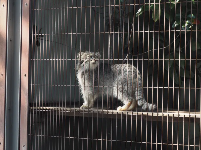 東山動植物園のレフの写真