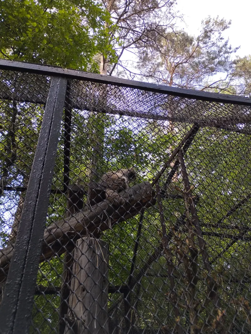 ノヴォシビルスク動物園のマヌルネコの写真