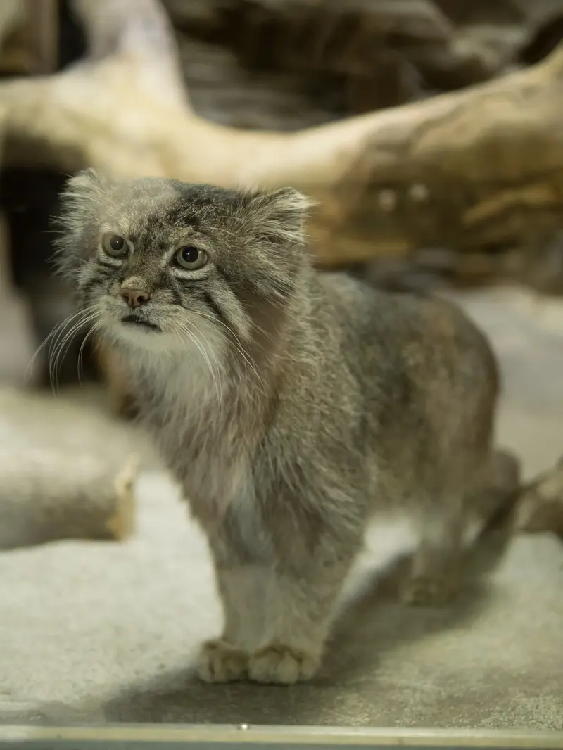 恩賜上野動物園のクリョンの写真