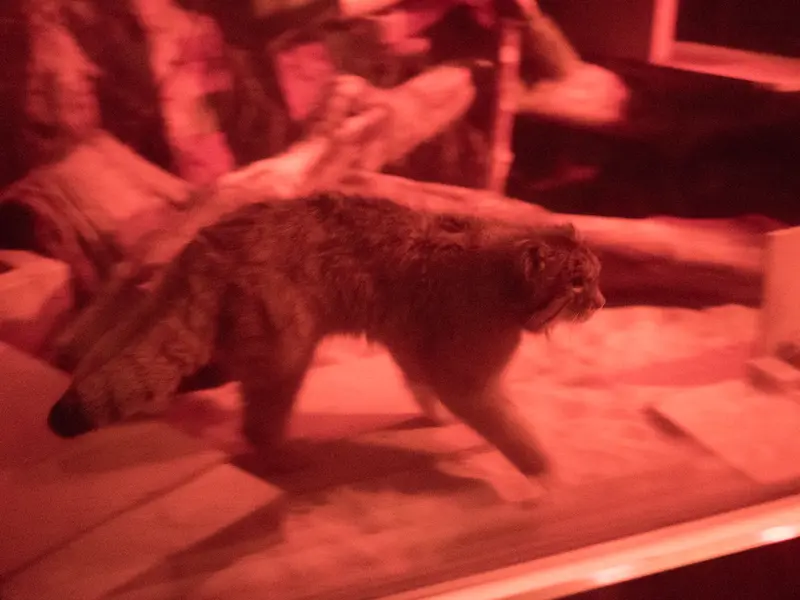 恩賜上野動物園のナイマの写真