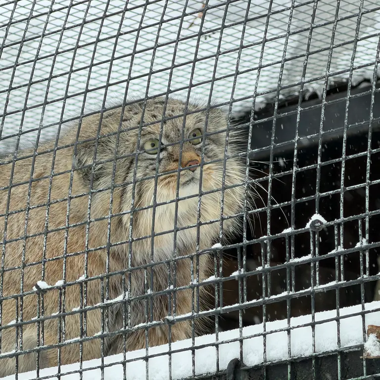 レニングラード動物園のシューの写真