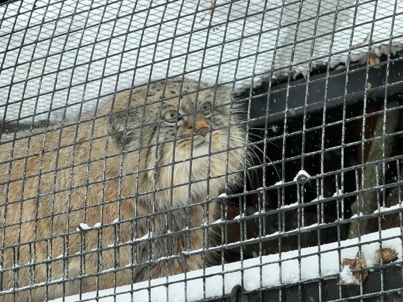 レニングラード動物園のシューの写真