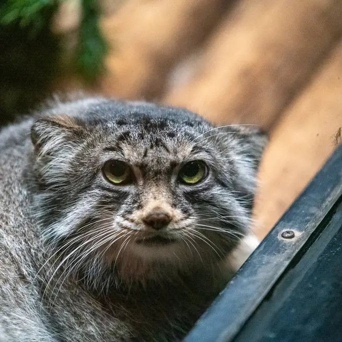 スペリオル湖動物園のパブの写真