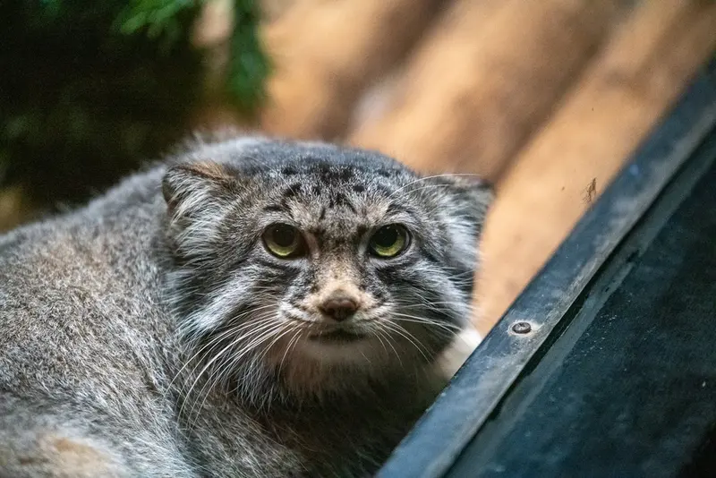 スペリオル湖動物園のパブの写真
