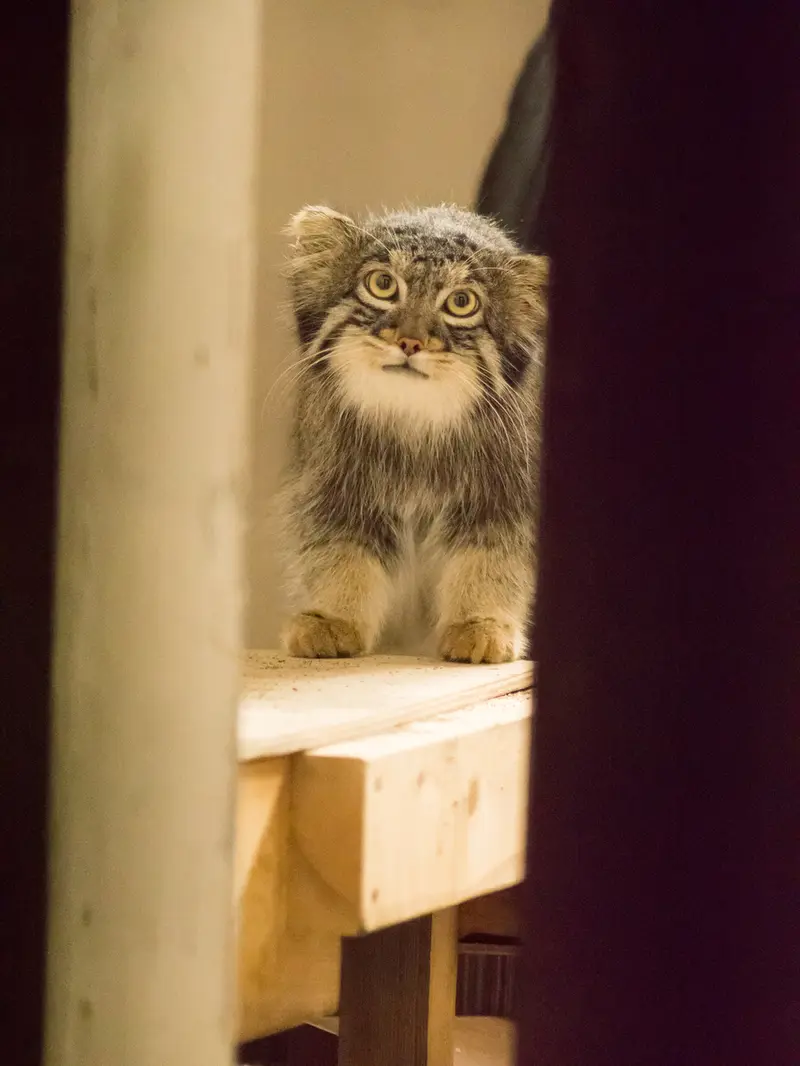 野毛山動物園のフィーガの写真
