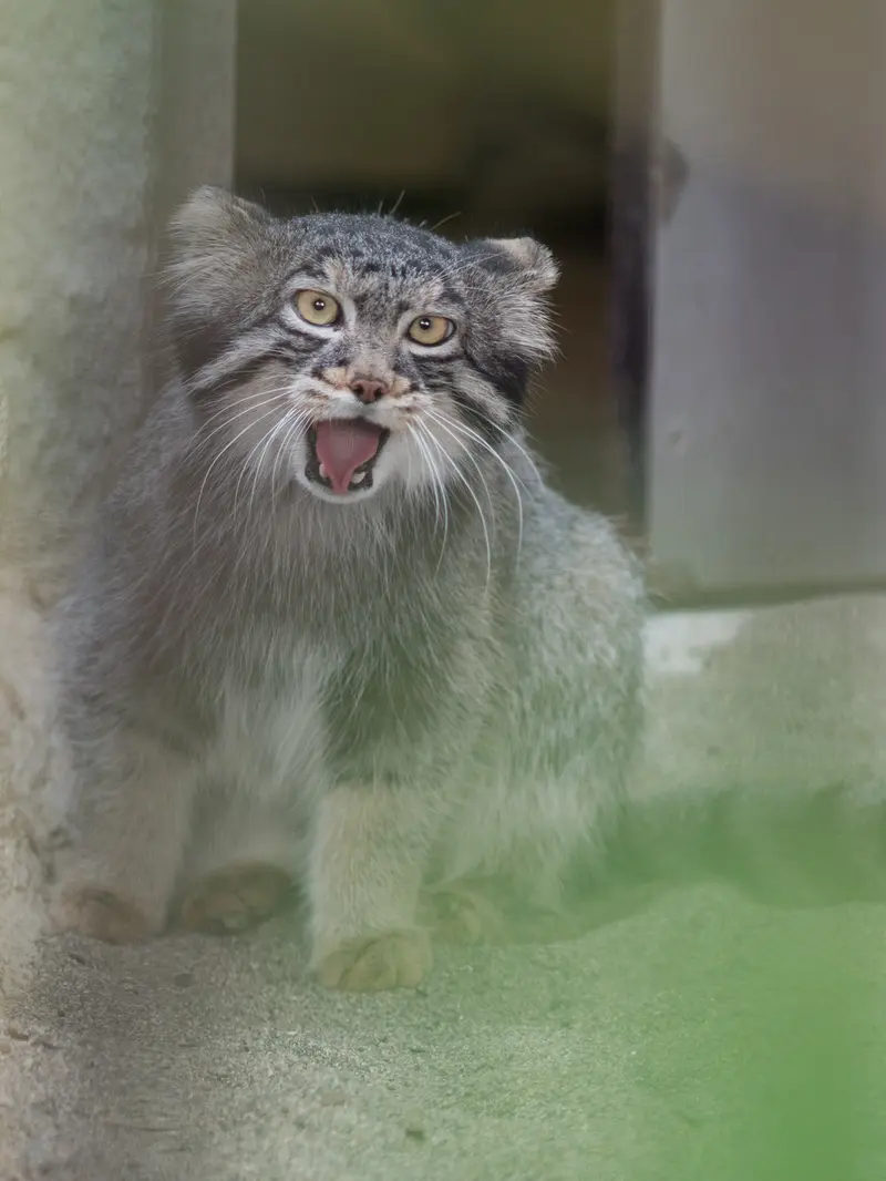 野毛山動物園のフィーガの写真