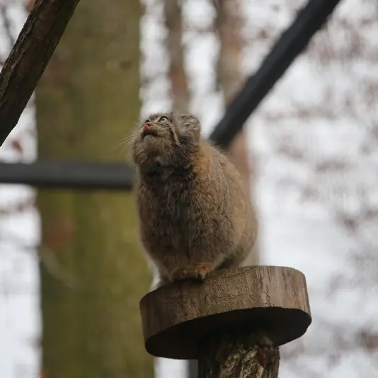 グダニスク動物園のウラの写真