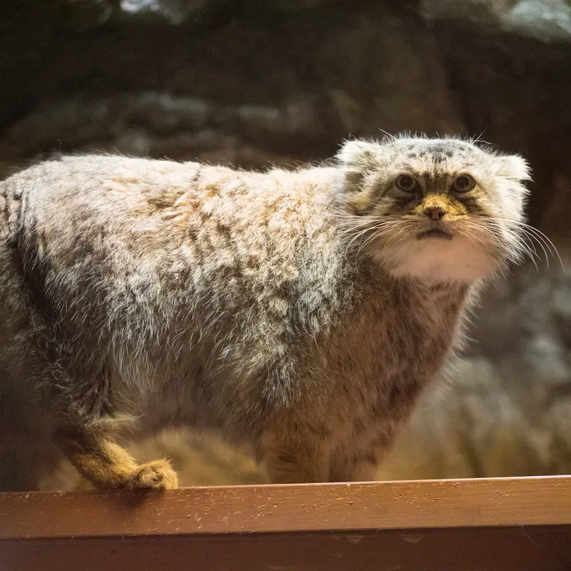 恩賜上野動物園のプリームラの写真