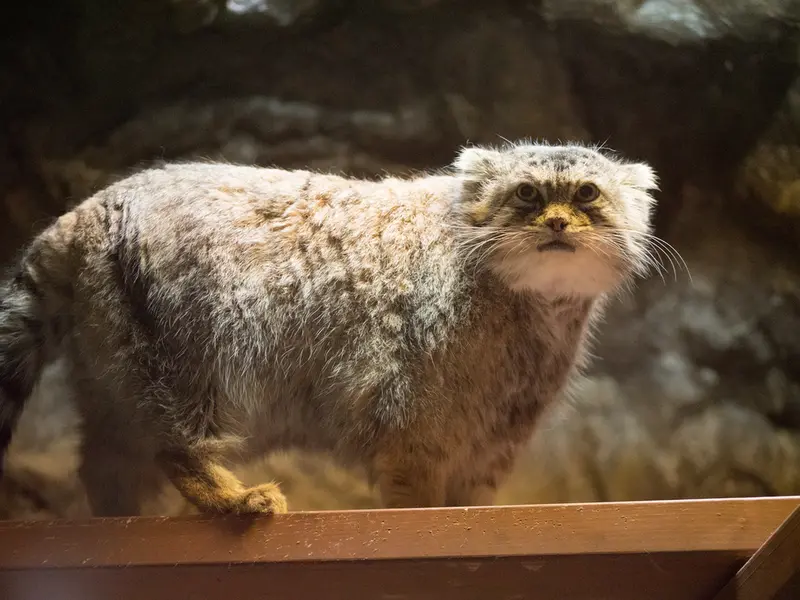 恩賜上野動物園のプリームラの写真