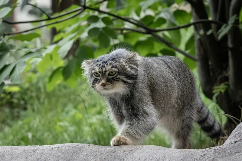 モスクワ動物園のティモフェイの写真