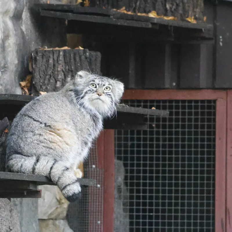 モスクワ動物園のティモフェイの写真