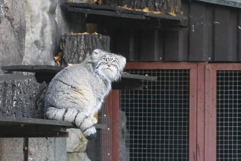 モスクワ動物園のティモフェイの写真