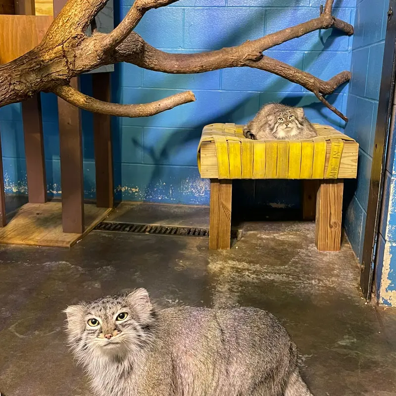 ニアイビ動物園のイーヴィーとハルトの写真