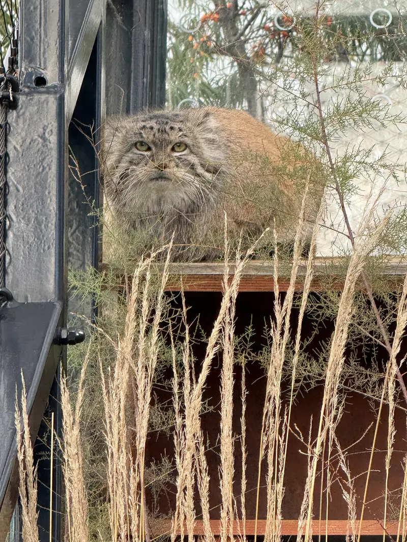 プラハ動物園のスパイの写真