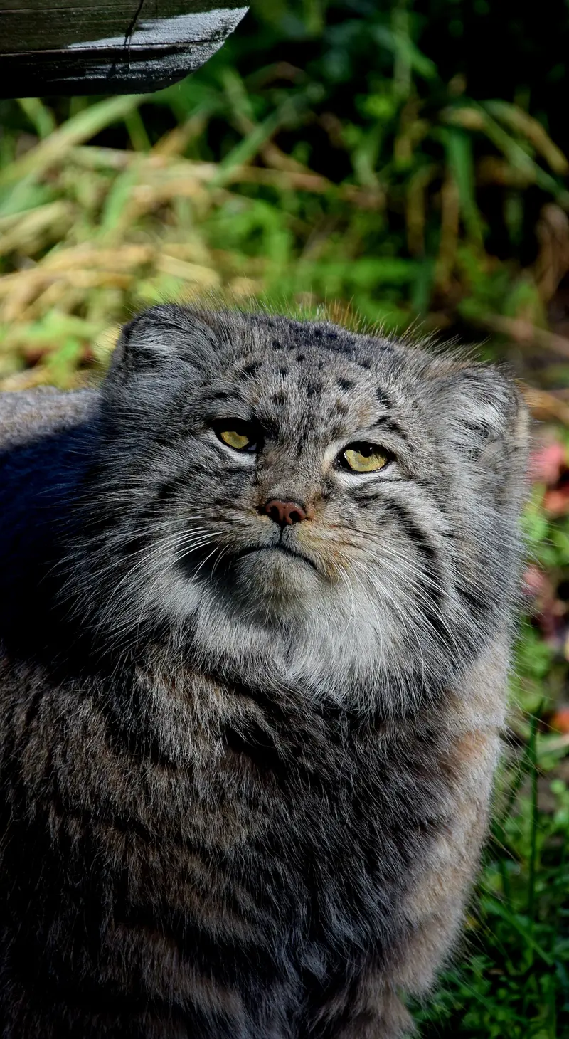 ブダペスト動物園・植物園のボフスの写真