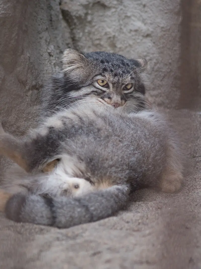 野毛山動物園のフィーガの写真