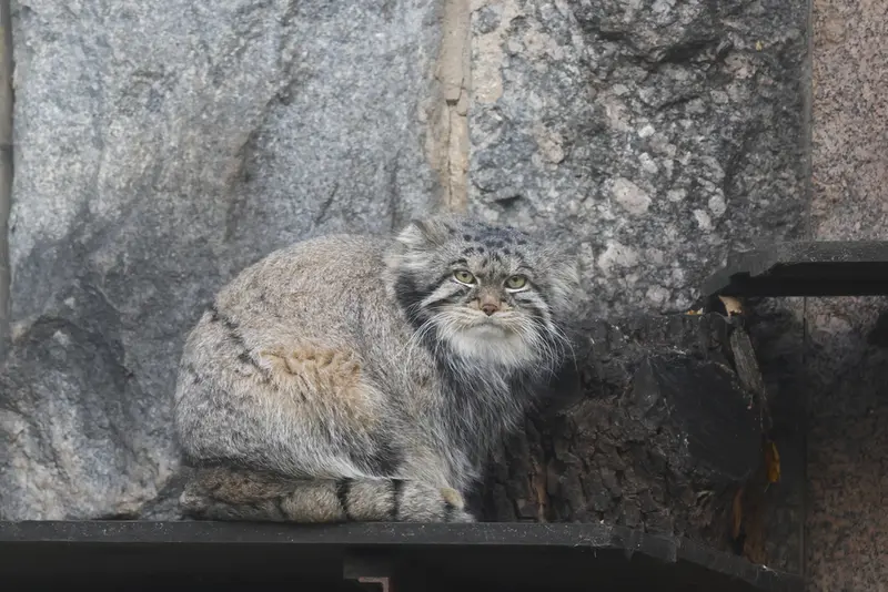 モスクワ動物園のティモフェイの写真
