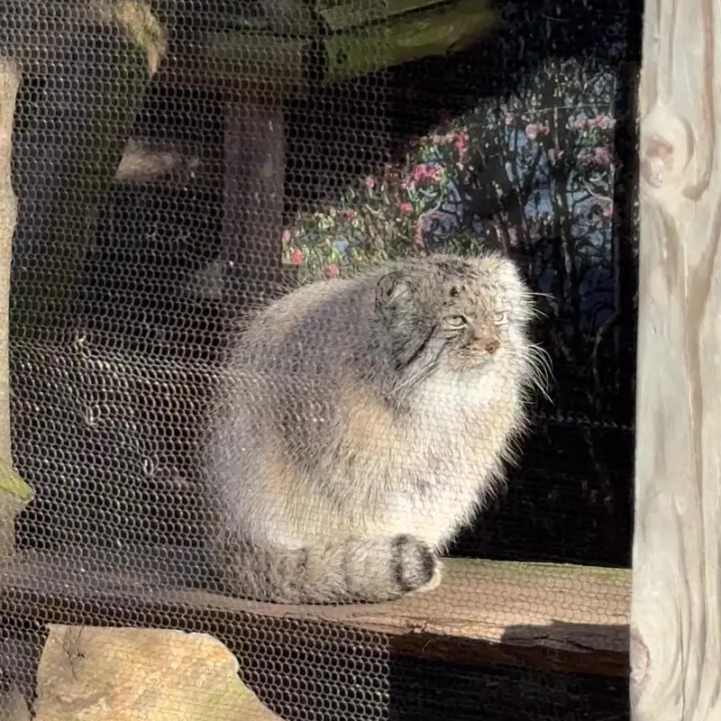 ポッター・パーク動物園のマヌルネコの写真
