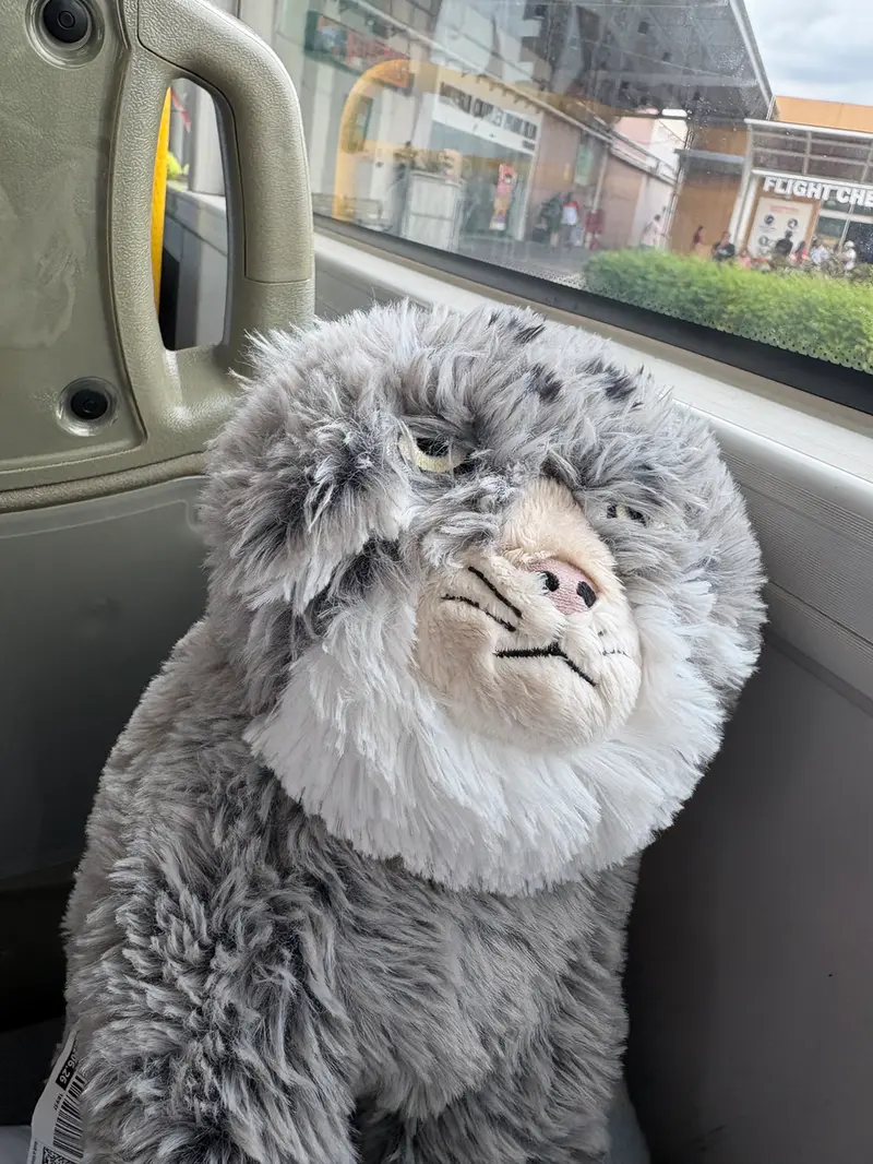 マヌルネコの写真