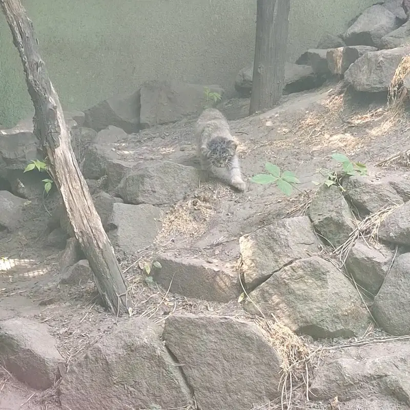 ブダペスト動物園＆植物園のマヌルネコの写真