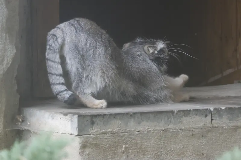 モスクワ動物園のティモフェイの写真
