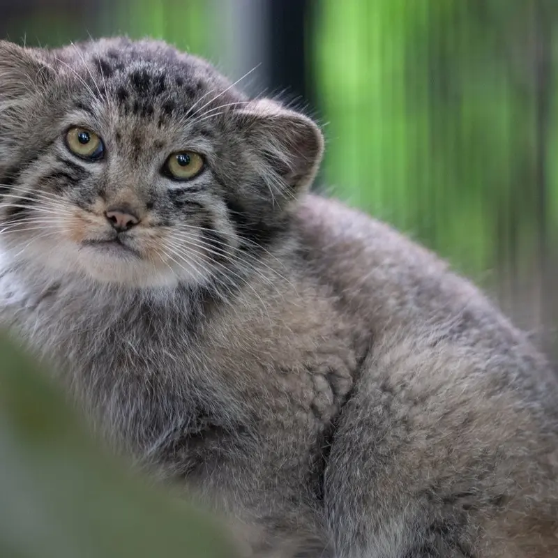 クラクフ動物園のバトゥとエルデネ Ⅳ の息子（2016年生まれ）の写真