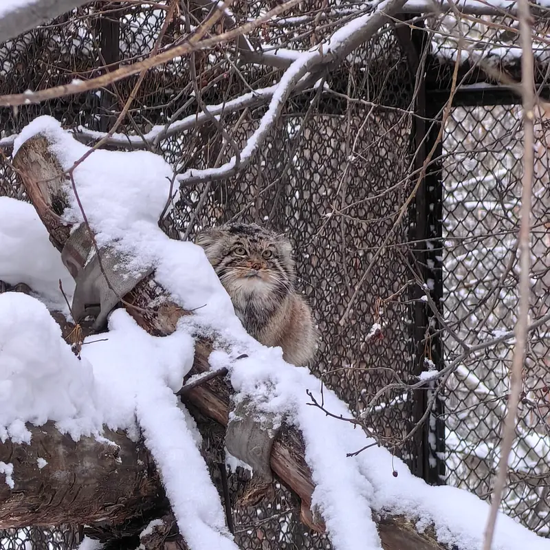 ノヴォシビルスク動物園のアチの写真