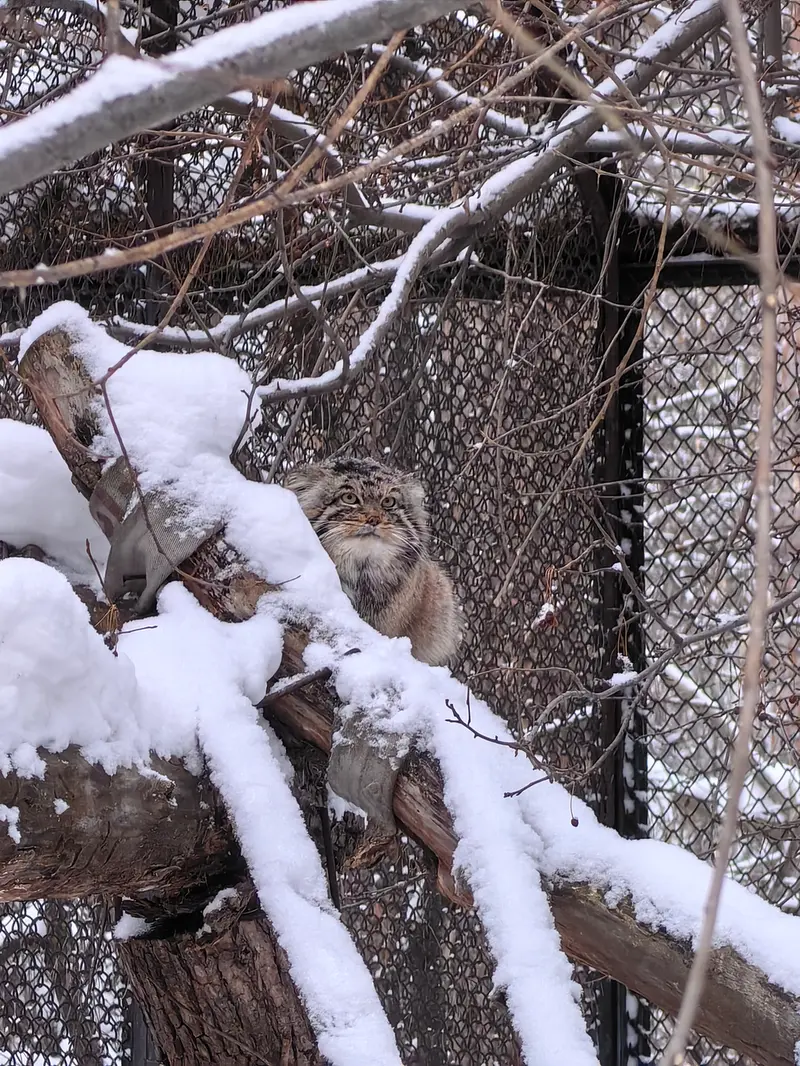 ノヴォシビルスク動物園のアチの写真