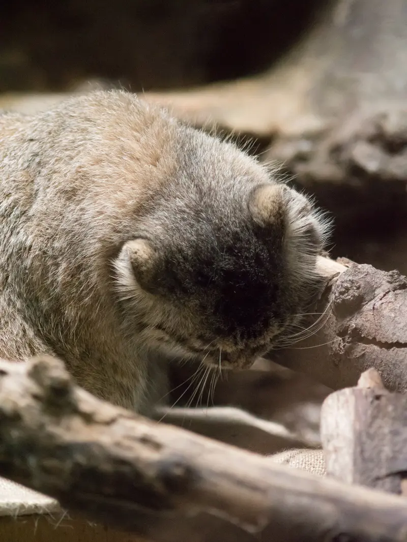 恩賜上野動物園のプリームラの写真