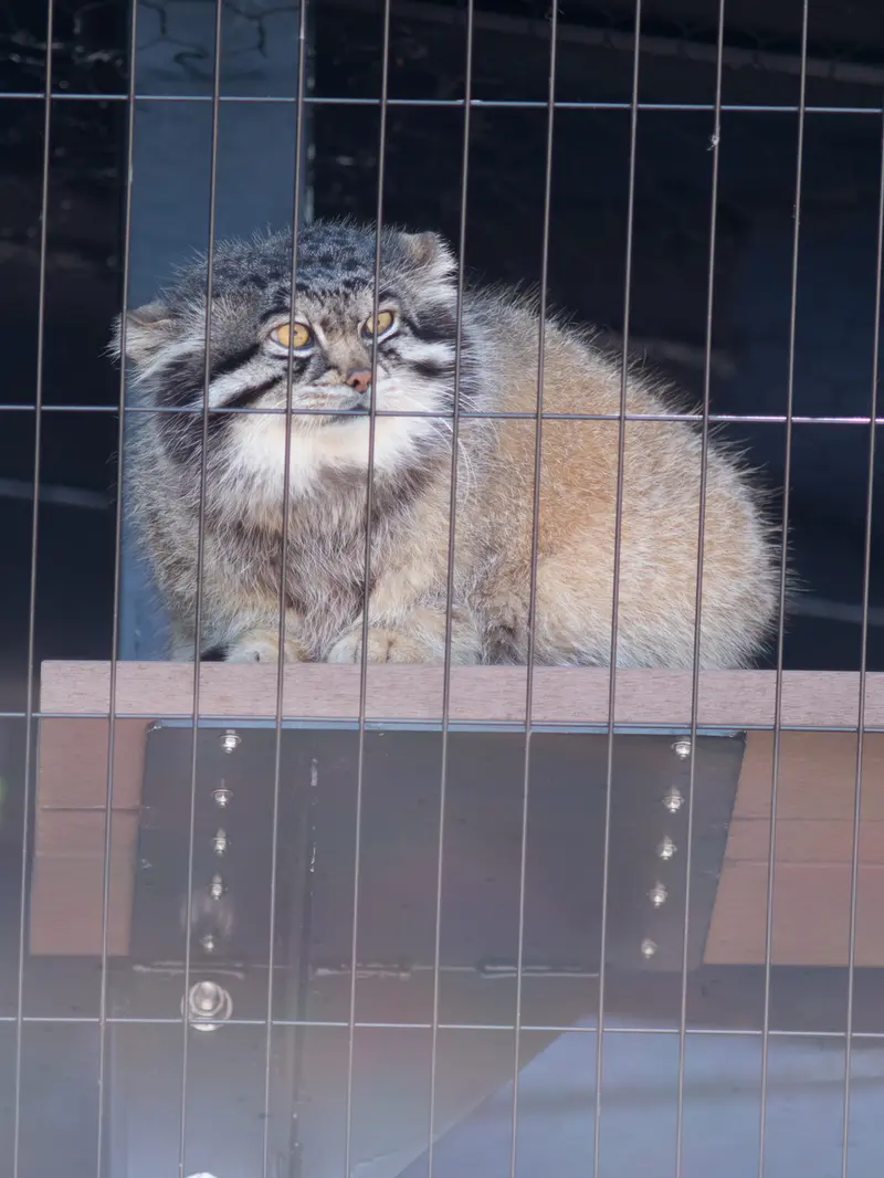 旭山動物園のグルーシャの写真