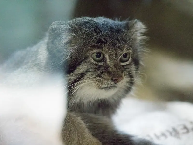 恩賜上野動物園のクリョンの写真