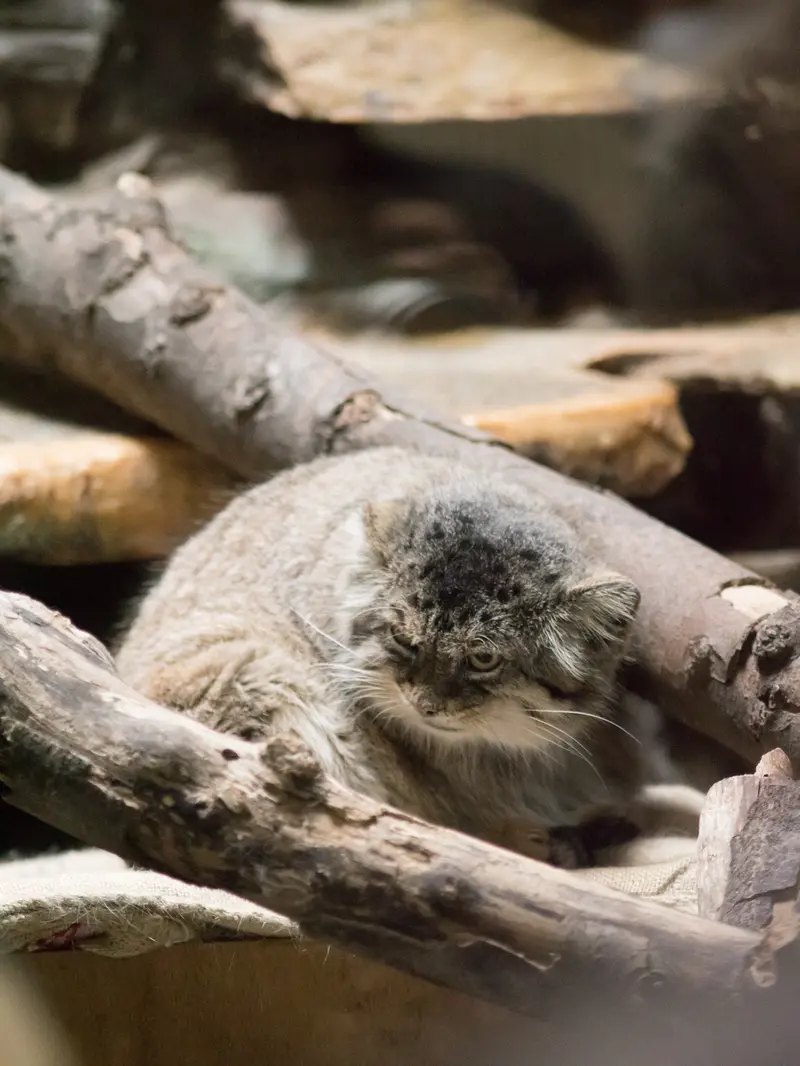 恩賜上野動物園のプリームラの写真