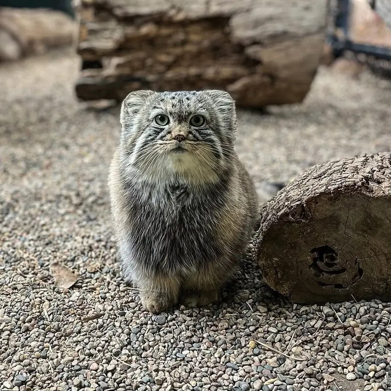 Great Plains Zooのマヌルネコのタシ