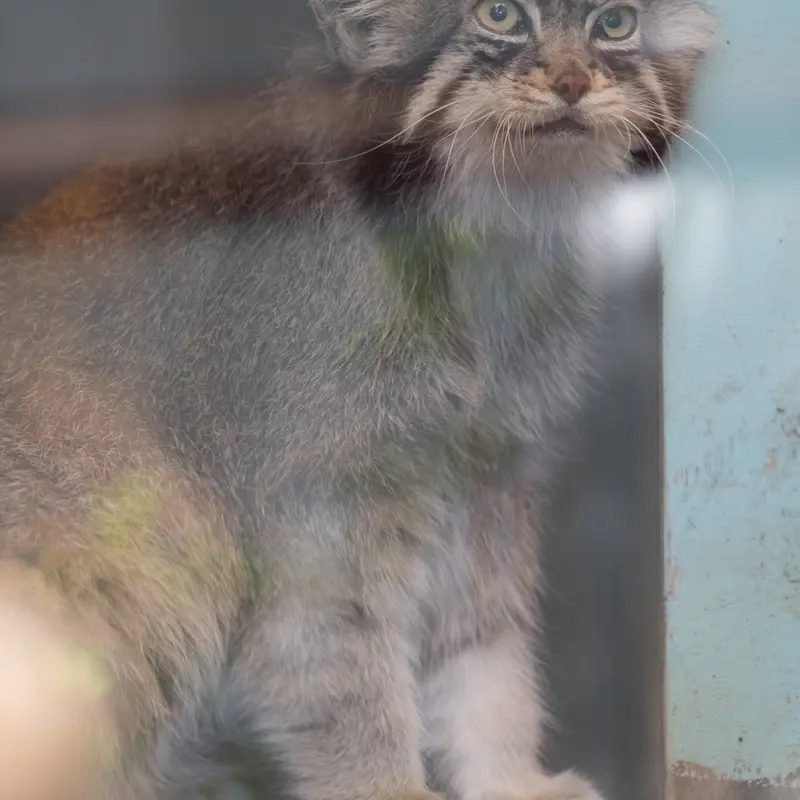 神戸市立王子動物園のイーリスの写真
