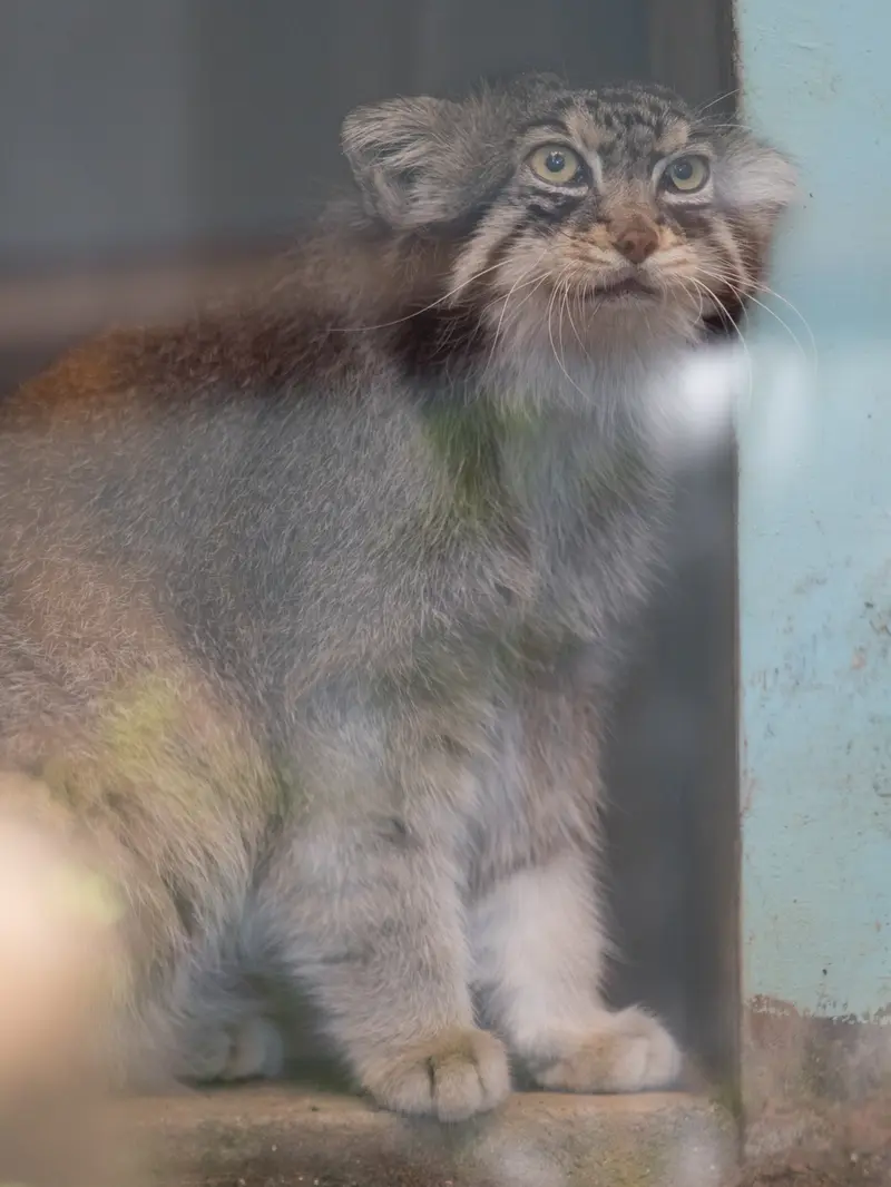 神戸市立王子動物園のイーリスの写真