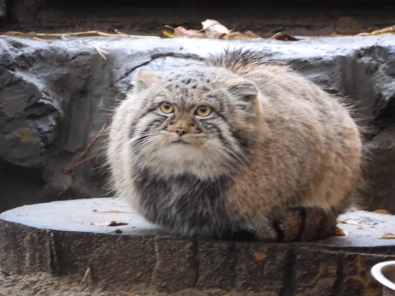 マヌルネコの写真