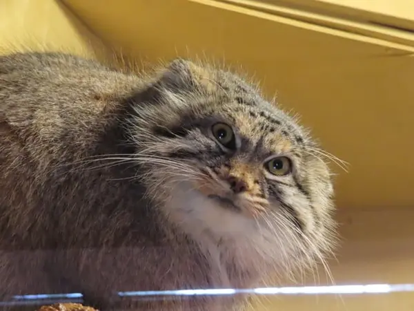 埼玉県こども動物自然公園のオリーヴァの写真