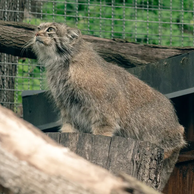 リトアニア動物園のメリッサの写真