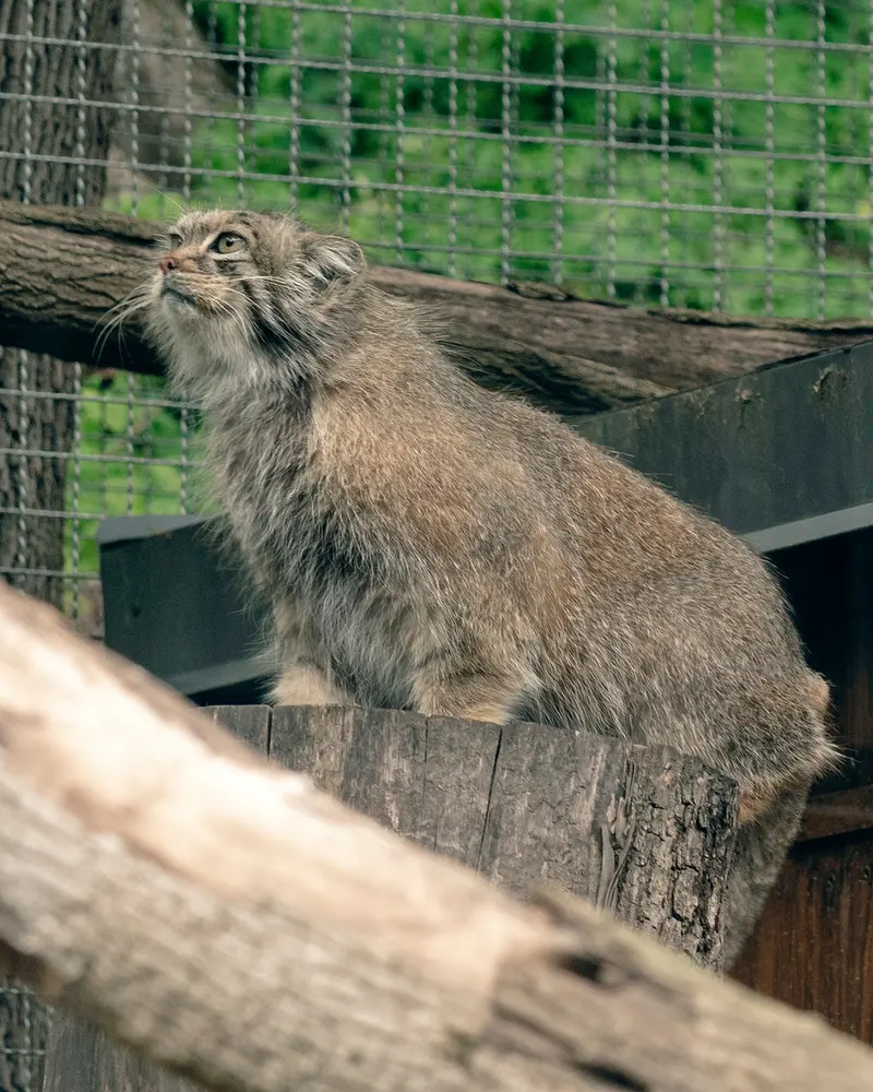 リトアニア動物園のメリッサの写真