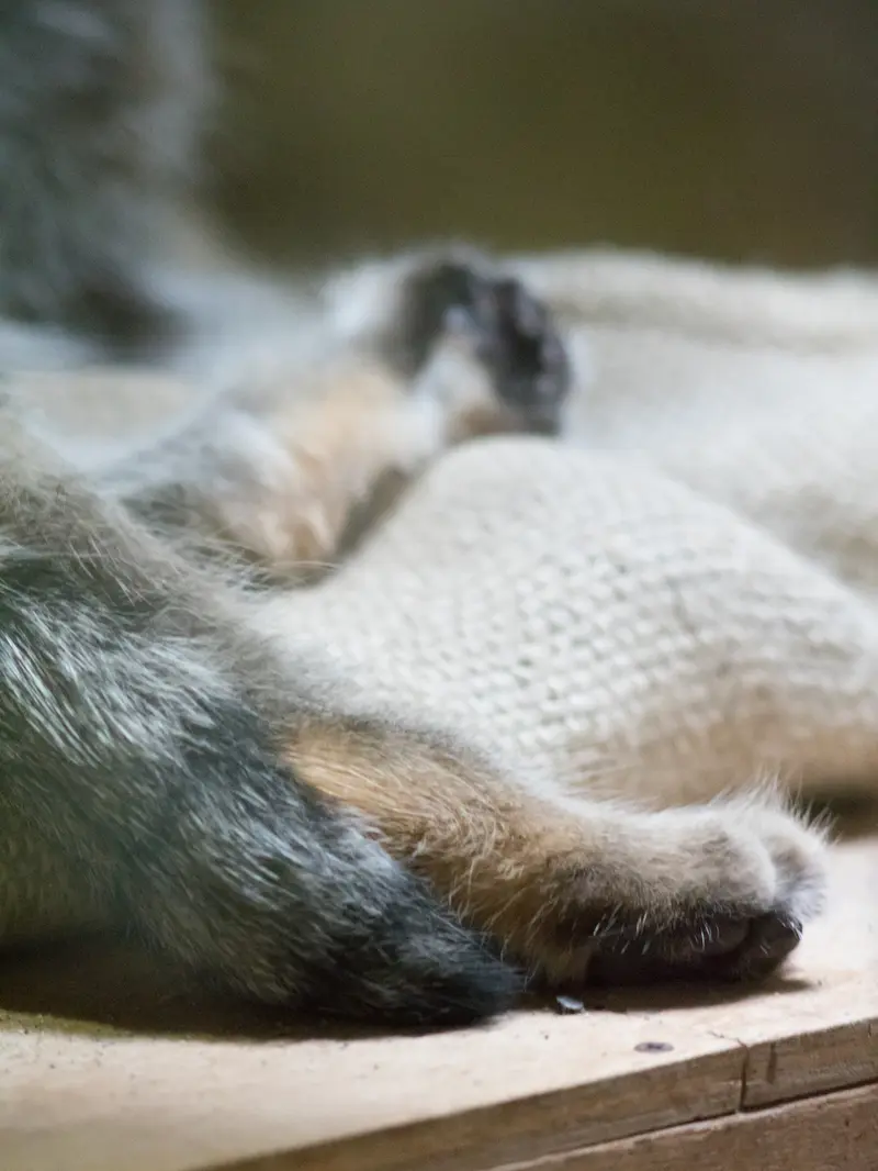 恩賜上野動物園のクリョンの写真
