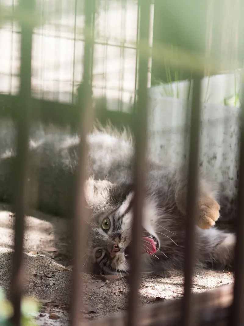 野毛山動物園のフィーガの写真