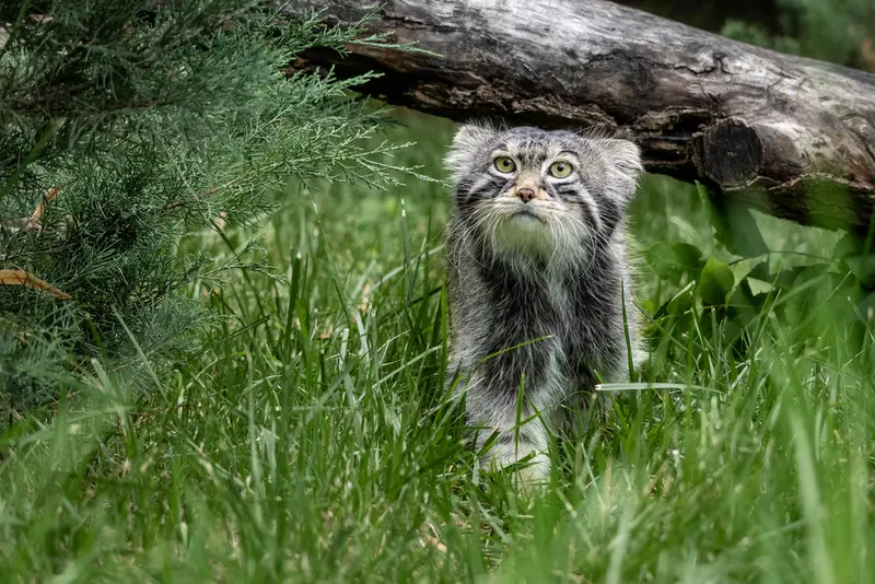 モスクワ動物園のティモフェイの写真