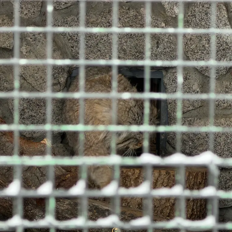 レニングラード動物園のスヴェンの写真
