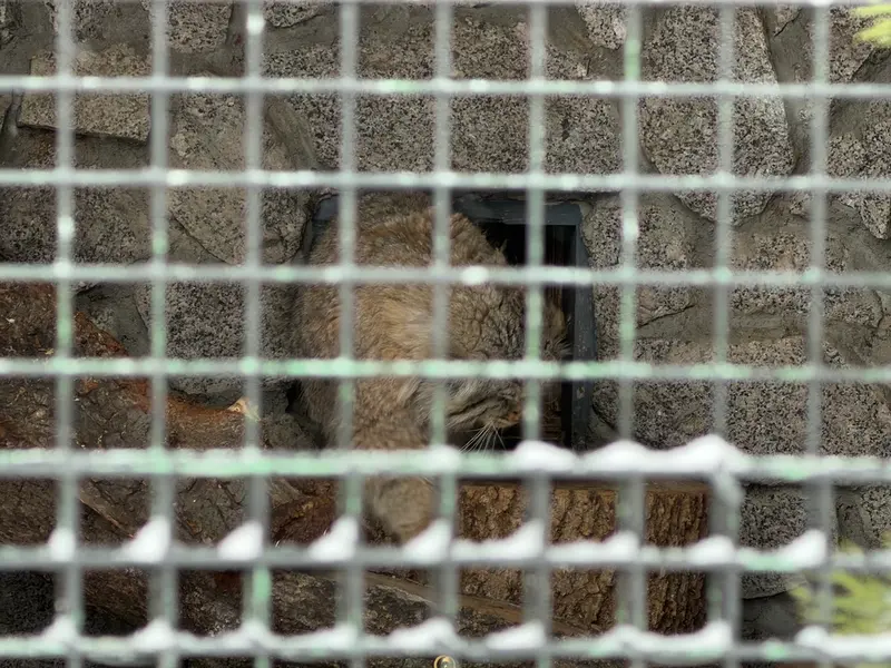 レニングラード動物園のスヴェンの写真