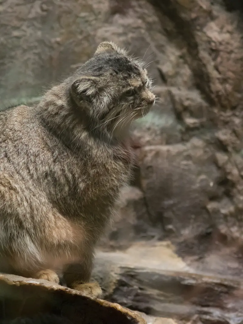 恩賜上野動物園のプリームラの写真