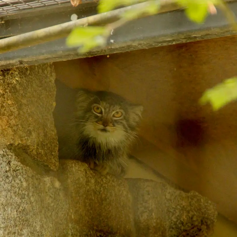 ケムニッツ動物園のトゥヤの写真