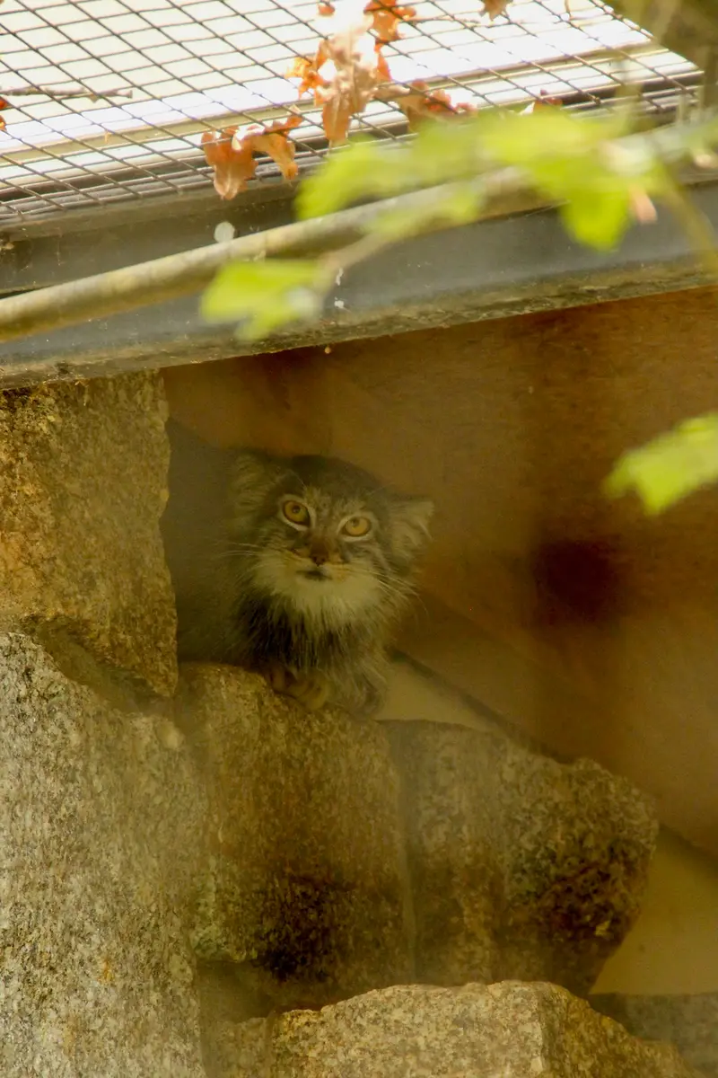 ケムニッツ動物園のトゥヤの写真